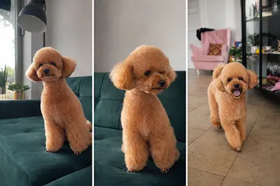 Atelier psiej urody Louis & Co. Strzyżenie psów Psi fryzjer Groomer Łódź